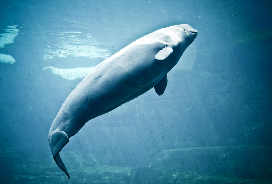 Beluga – Photo of the Day